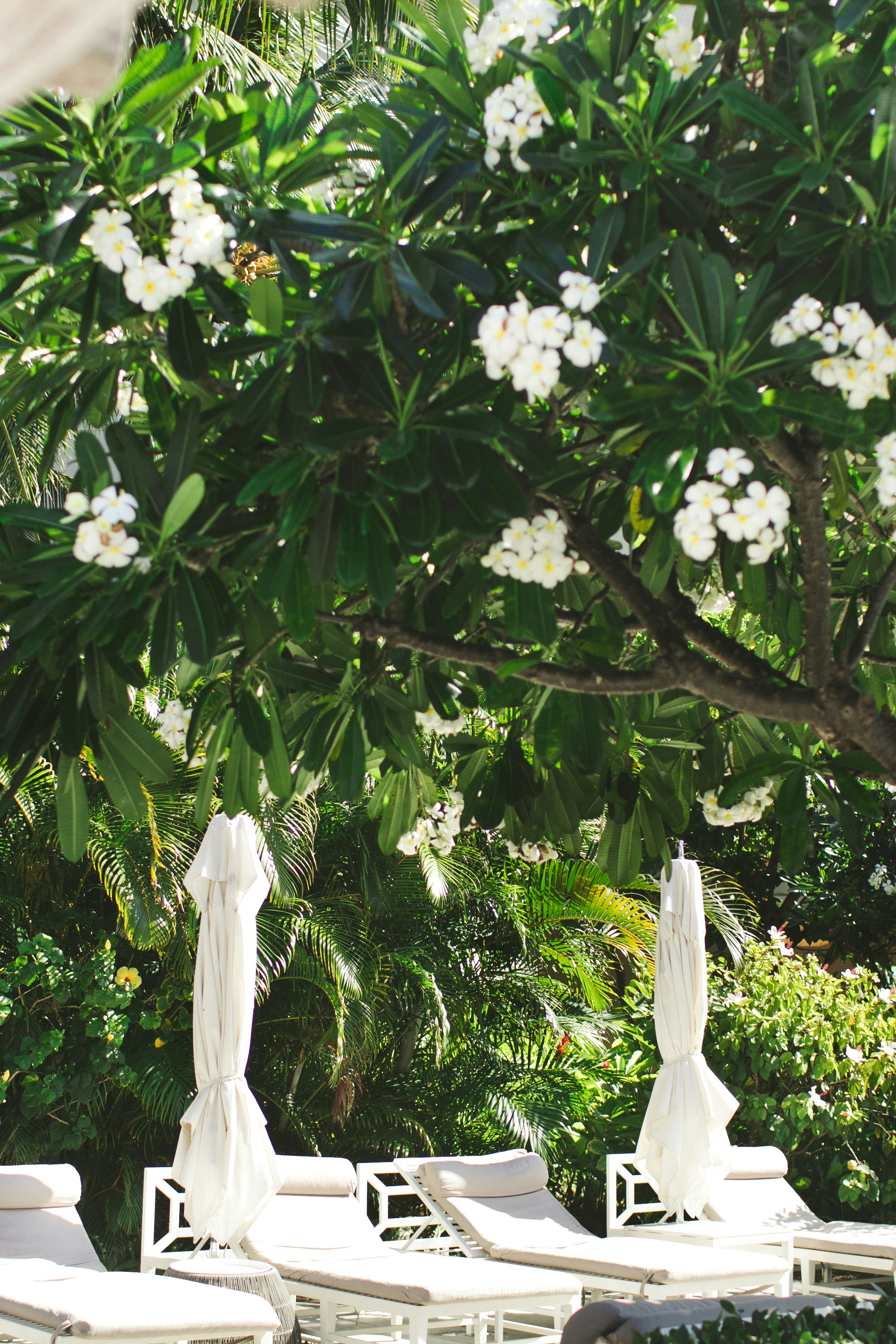 sun loungers under tree